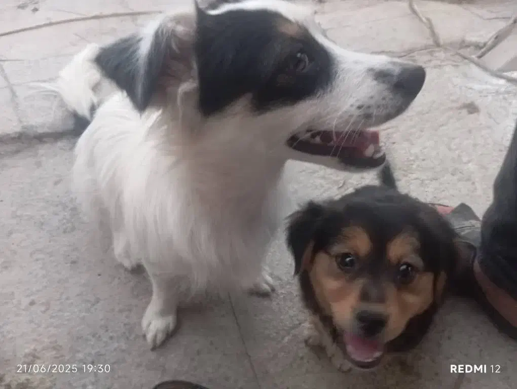 سگ پا کوتاه|سگ|کرج, ساماندهی|دیوار