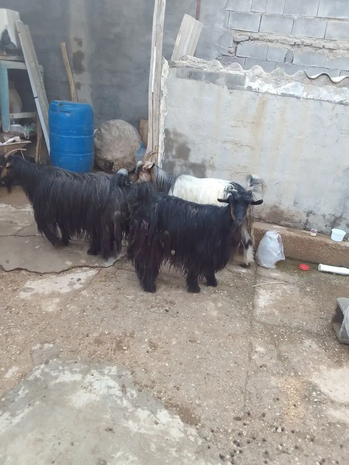 فروش ۴ راس بز جوان و چاق|حیوانات مزرعه|شوشتر, |دیوار