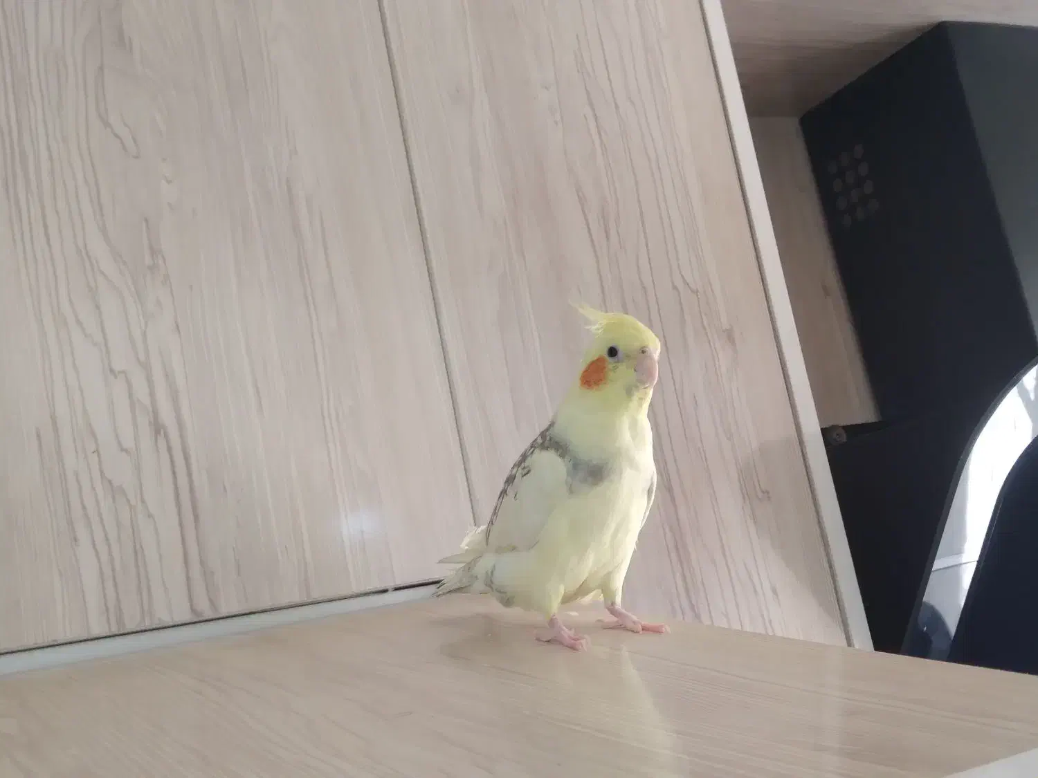 عروس هلندی|پرنده|ری, دولت‌آباد|دیوار