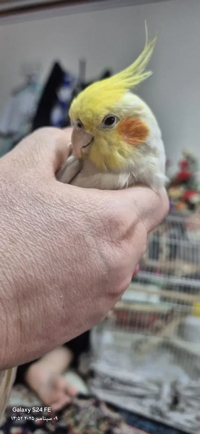 عروسک هلندی|پرنده|پاکدشت, پاکدشت (مامازند)|دیوار