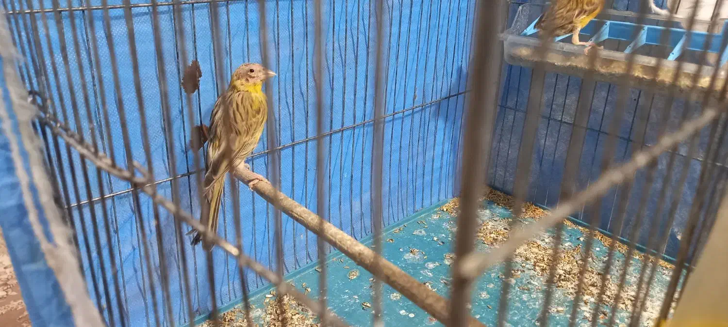 قناری ماده|پرنده|خمینی‌شهر, |دیوار