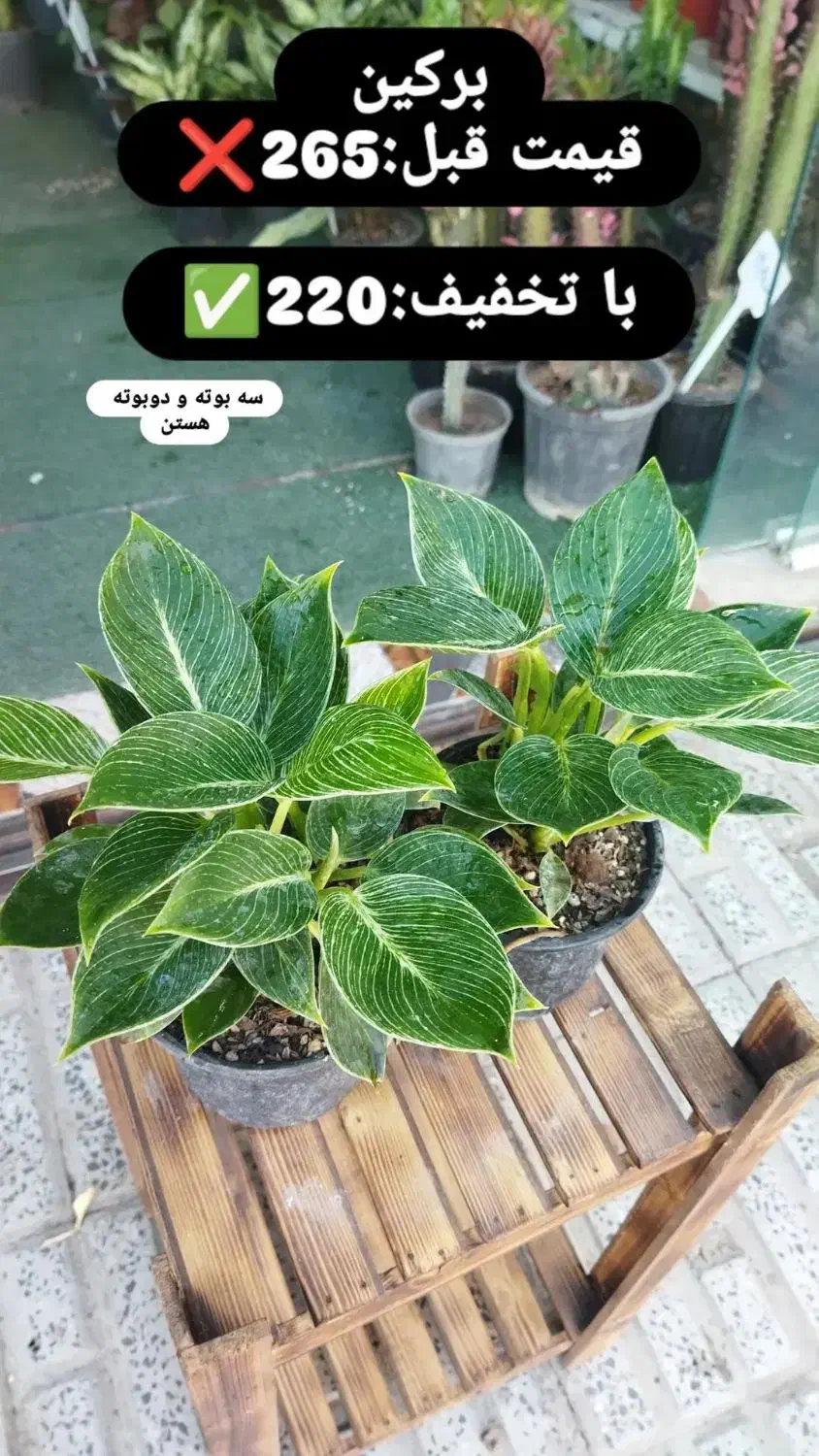 گل های آپارتمانی|گل و گیاه طبیعی|ملایر, |دیوار