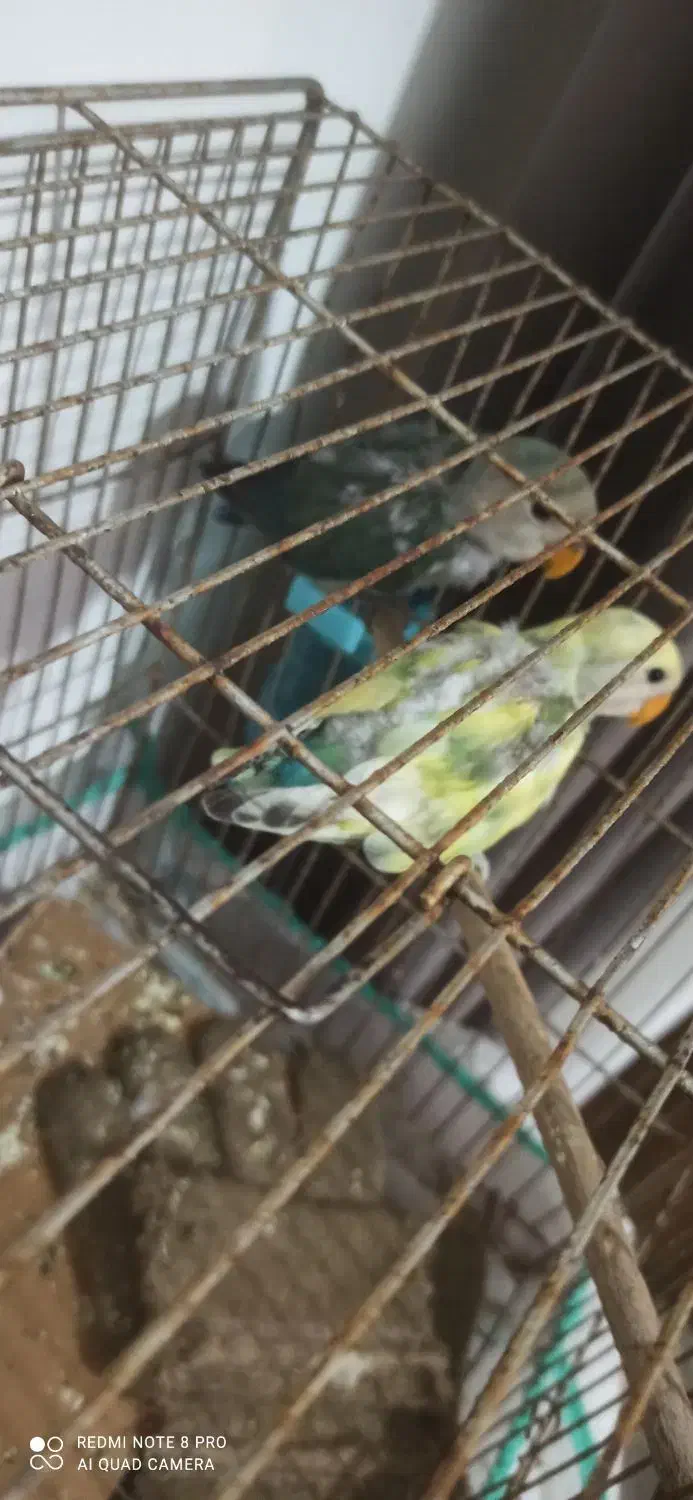جوجه طوطی برزیلی|پرنده|رشت, کوی مهر|دیوار