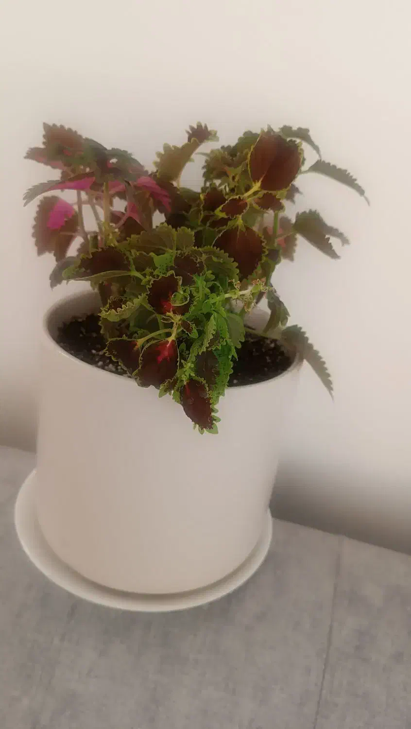 گل حسن یوسف|گل و گیاه طبیعی|کرمان, |دیوار