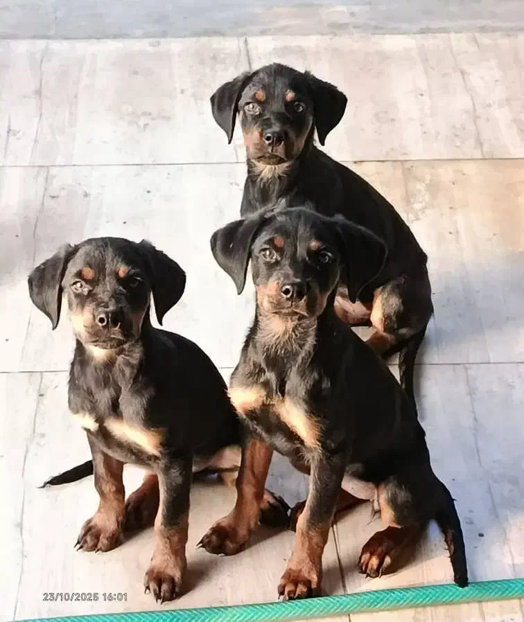 توله روتوایلر|سگ|چالوس, |دیوار