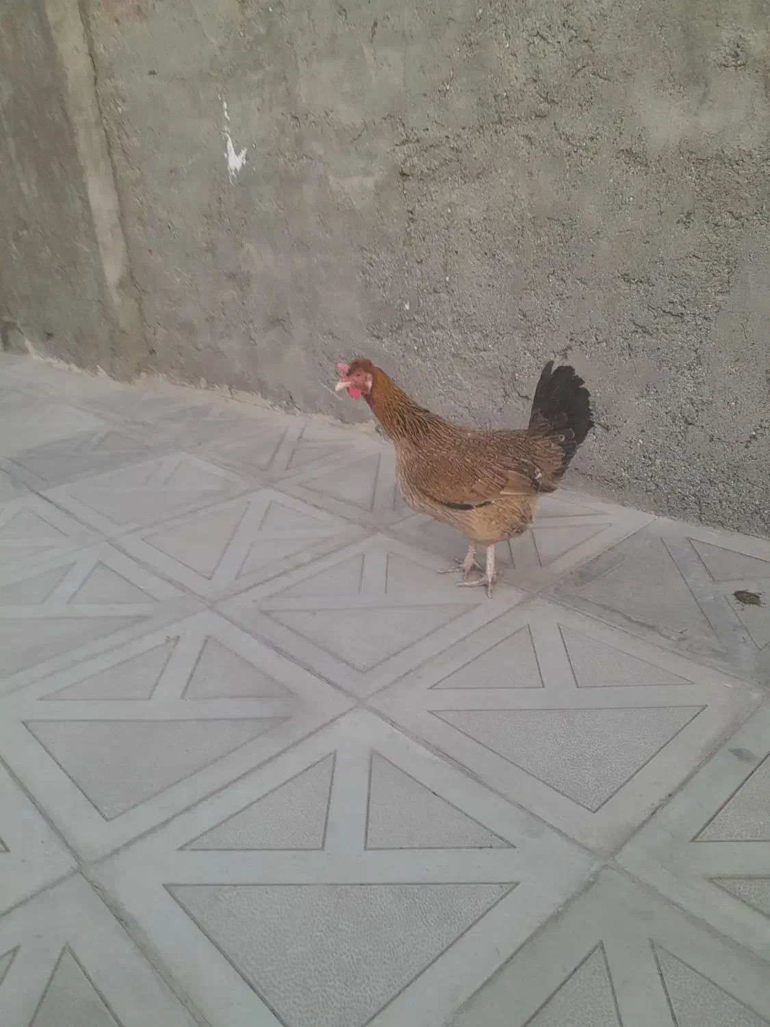 مرغ سالم وسرحال|حیوانات مزرعه|جیرفت, |دیوار