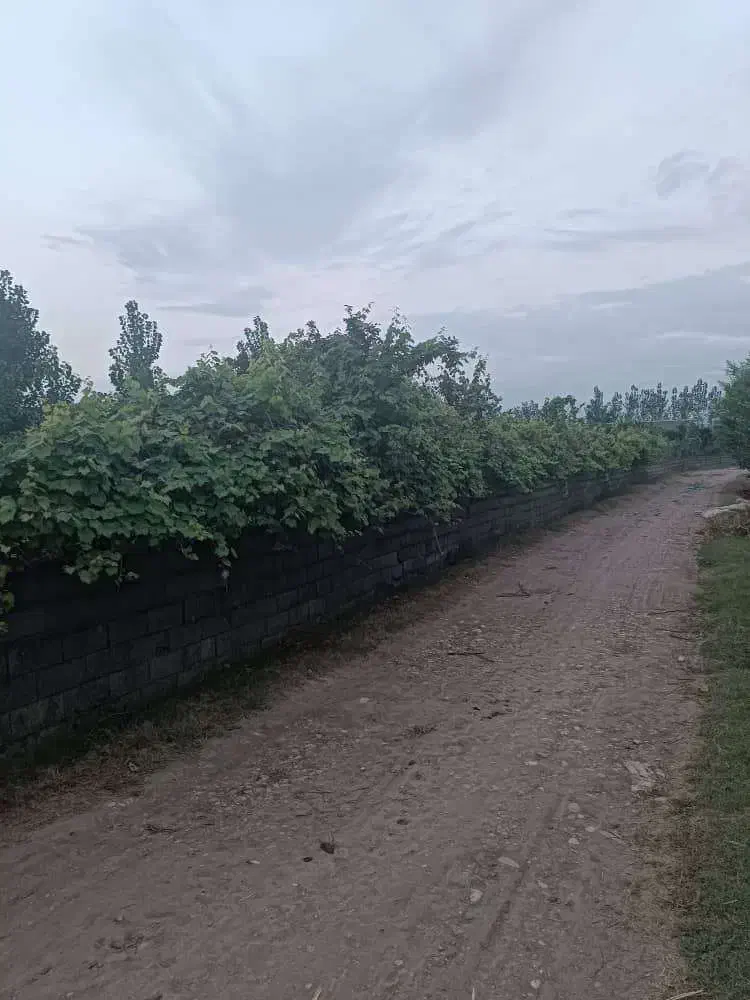 باغ مرکبات|فروش زمین و ملک کلنگی|خوش‌رودپی, |دیوار