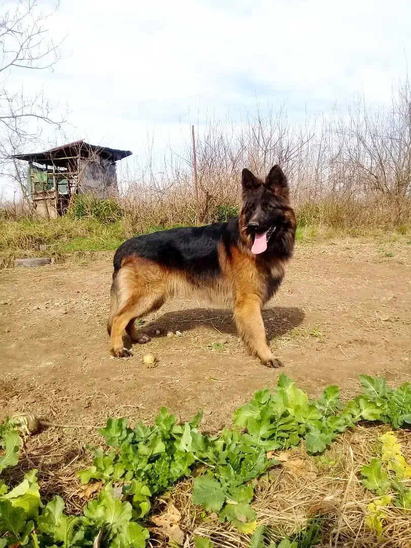 سگ ژرمن شولاین هاسکی مالاموت پیت بول|خدمات پیشه و مهارت|پیربازار, |دیوار