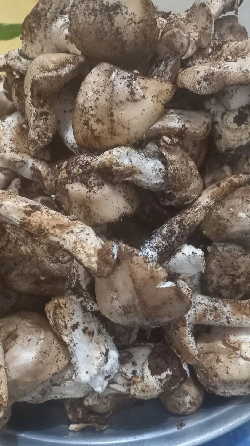 قارچ کوهی|خوردنی و آشامیدنی|مهران (ایلام), |دیوار