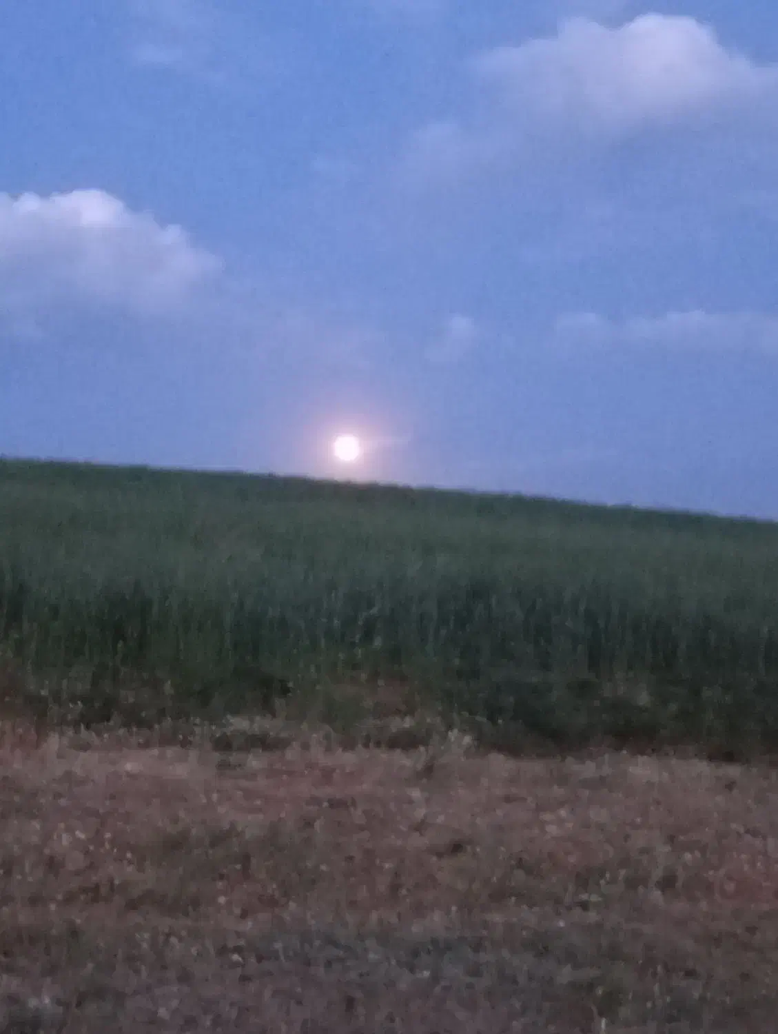 گندم آماده کاشت|گل و گیاه طبیعی|تکاب, |دیوار