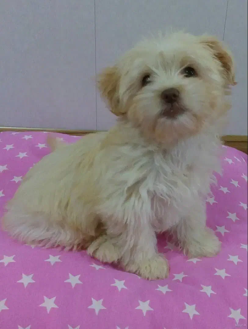 سگ 2سال|سگ|خمین, |دیوار