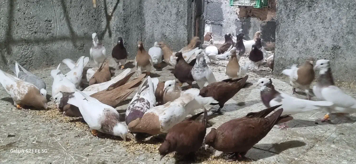 کبوتر|پرنده|جغتای, |دیوار