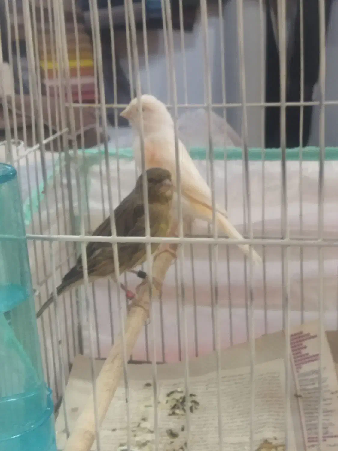 قناری موزاییکی ماده|پرنده|اسفرورین, |دیوار