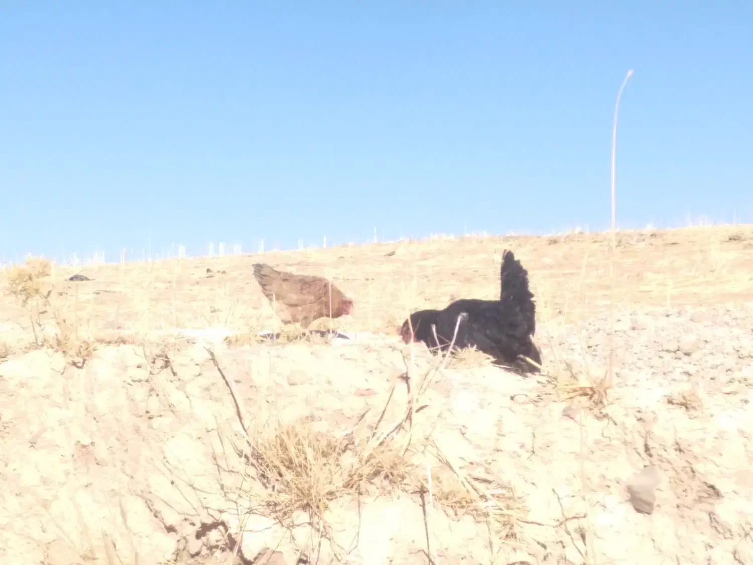 مرغ|حیوانات مزرعه|جوانرود, |دیوار