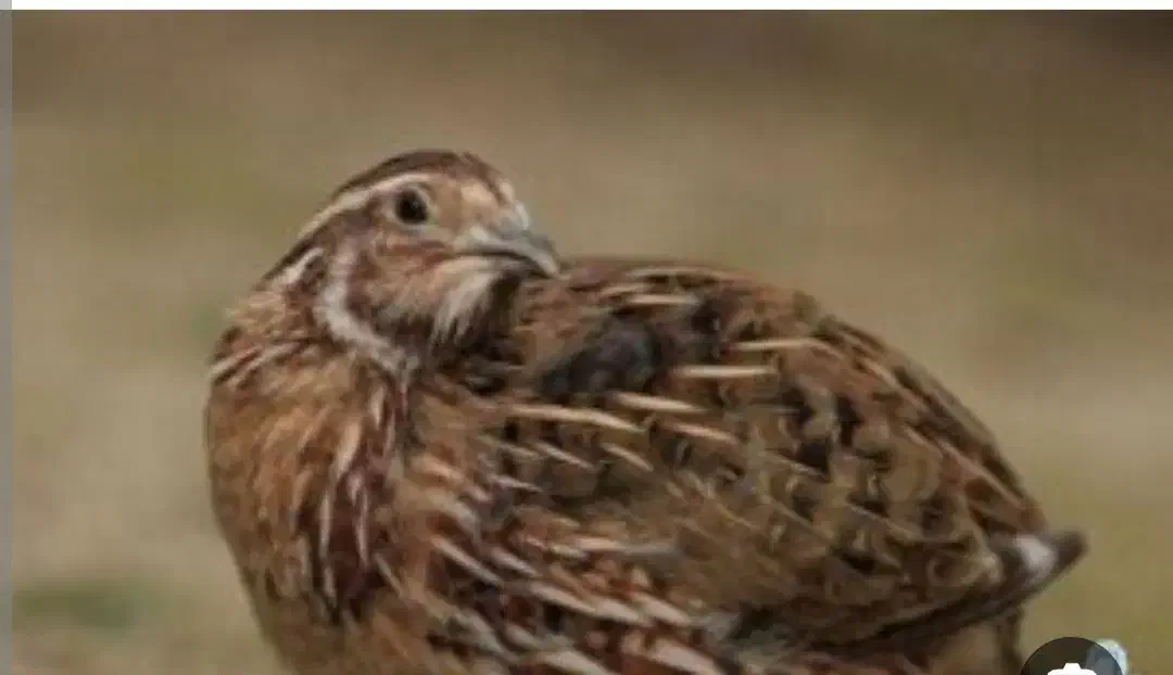 بلدرچین|پرنده|شوشتر, |دیوار