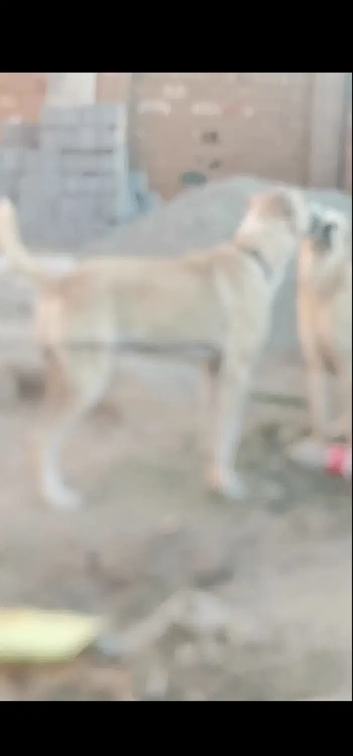 سگ الابای 2ساله|سگ|آزادشهر, |دیوار