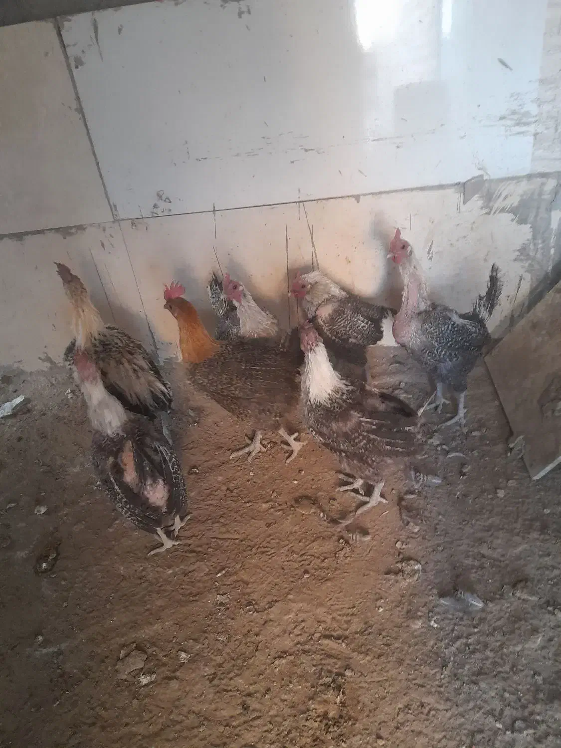 مرغ وخروس براکل|حیوانات مزرعه|بیرجند, |دیوار