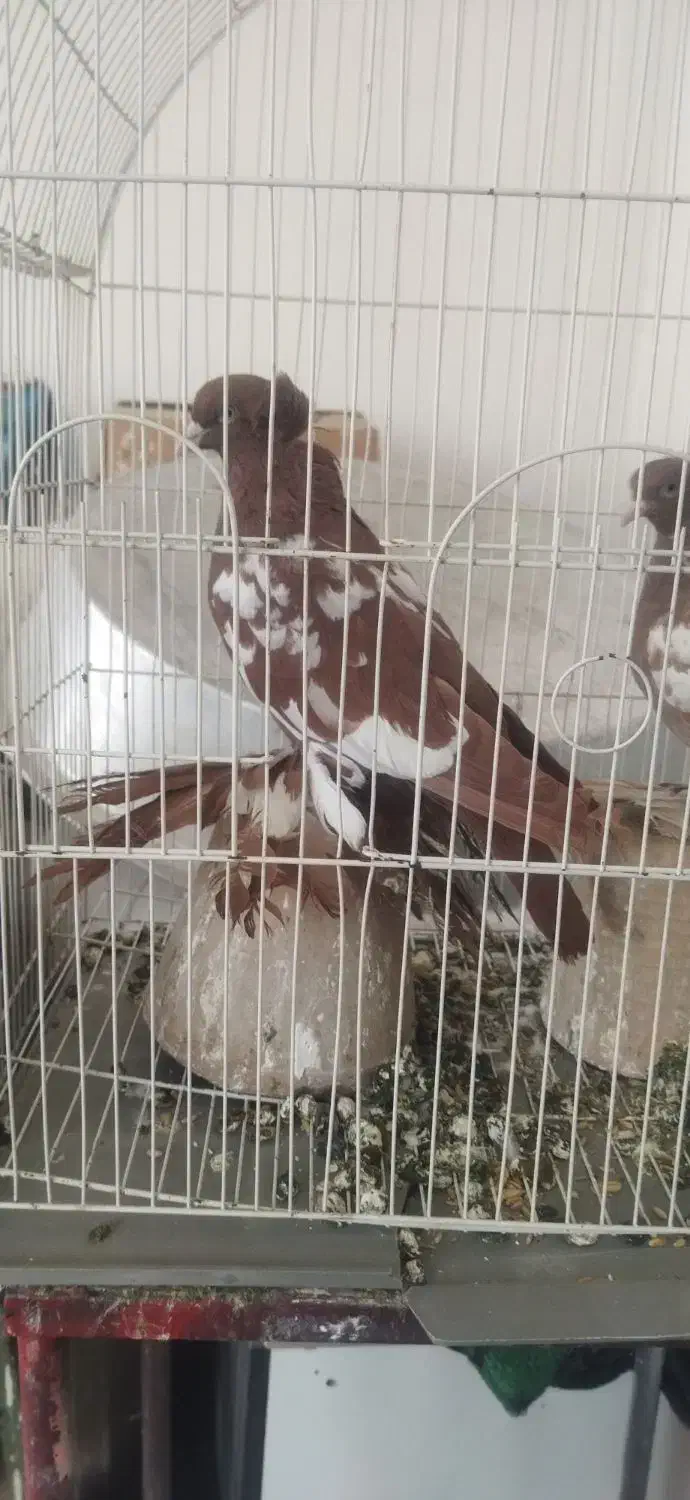 کبوتر|پرنده|تبریز, |دیوار