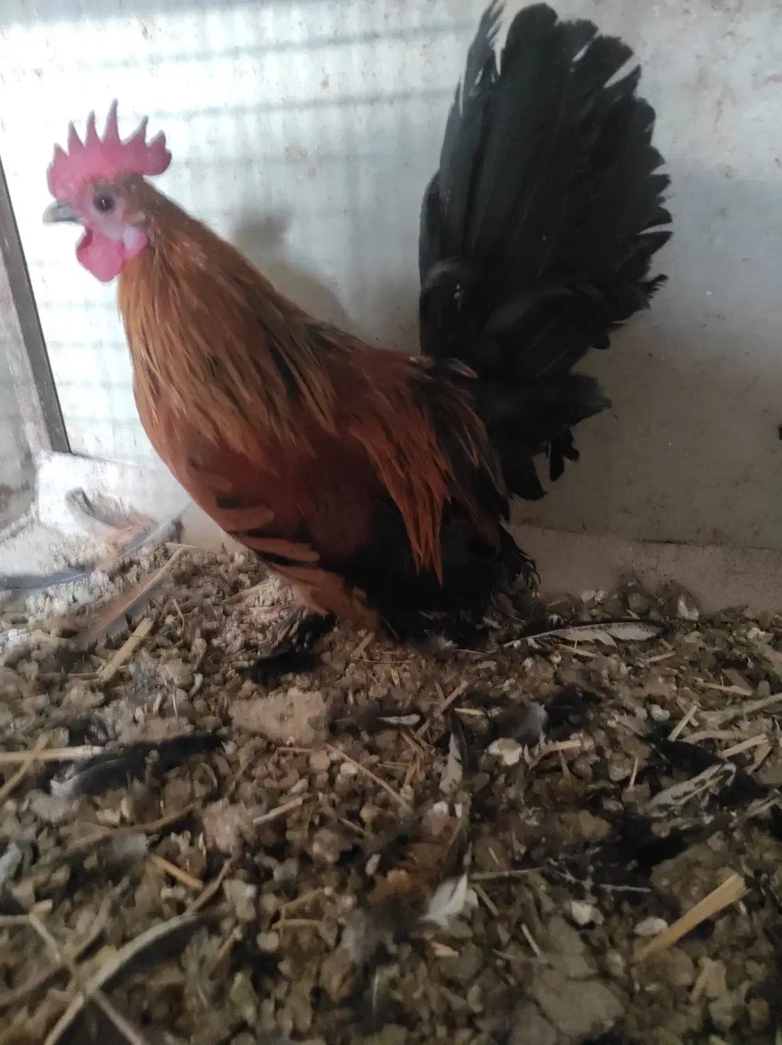 مرغ و خروس مینیاتوری|حیوانات مزرعه|مراغه, |دیوار