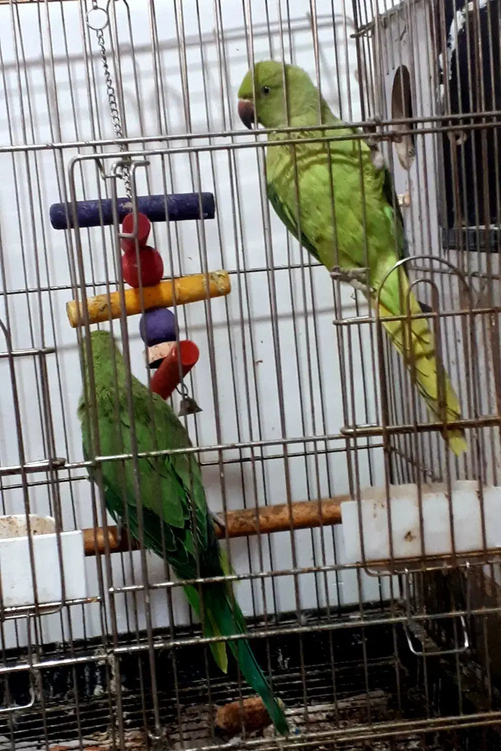 جوجه طوطی ملنگو|پرنده|بجنورد, |دیوار