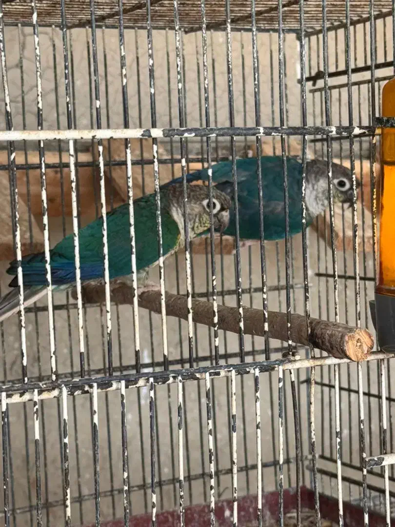 طوطی گرینچیک|پرنده|بندرعباس, |دیوار