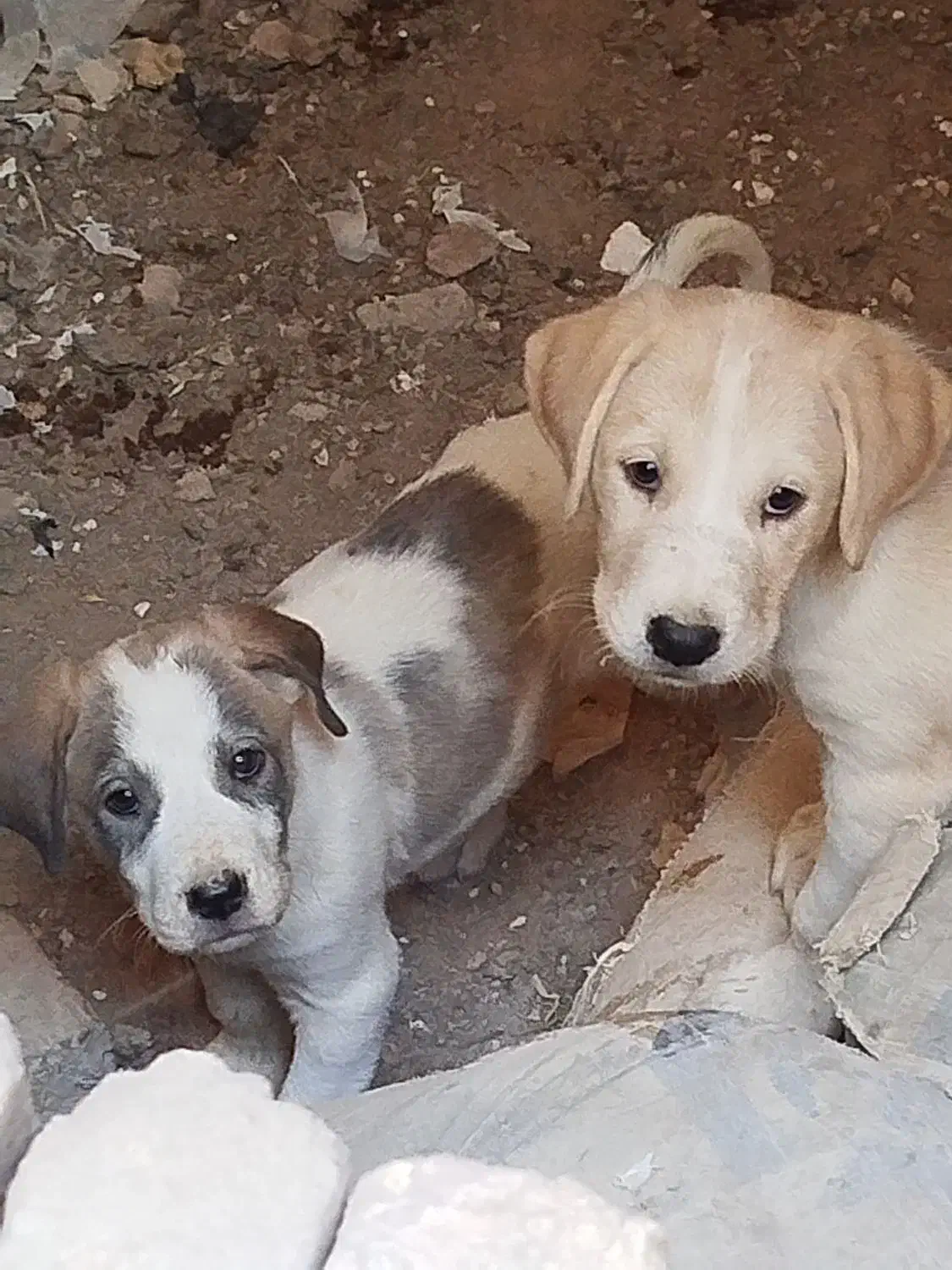 واگذاری سگ|سگ|قم, آزادگان|دیوار