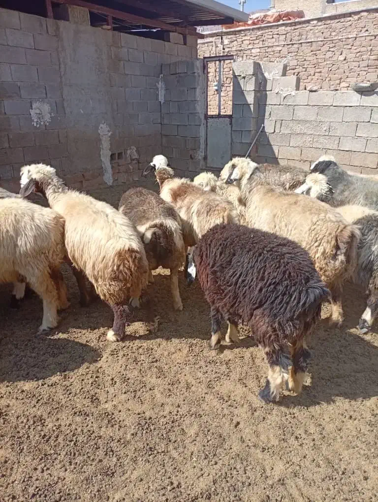 میش بره دار جفتی|حیوانات مزرعه|ارژن, |دیوار