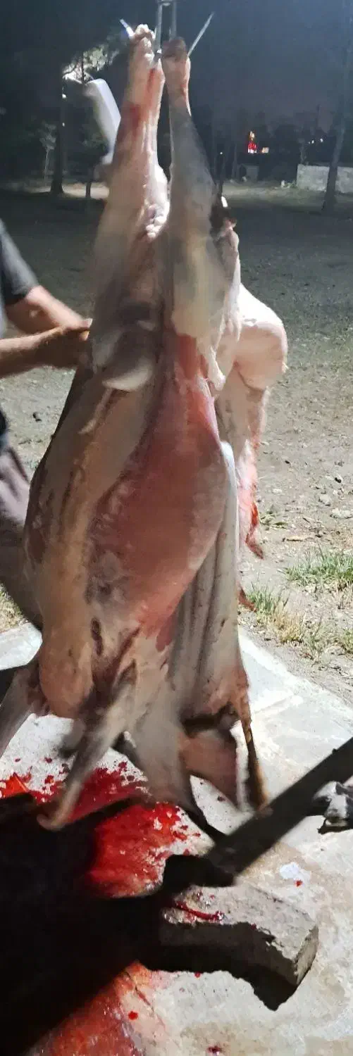 گوسفند فروشی|حیوانات مزرعه|کوهسار (البرز), |دیوار