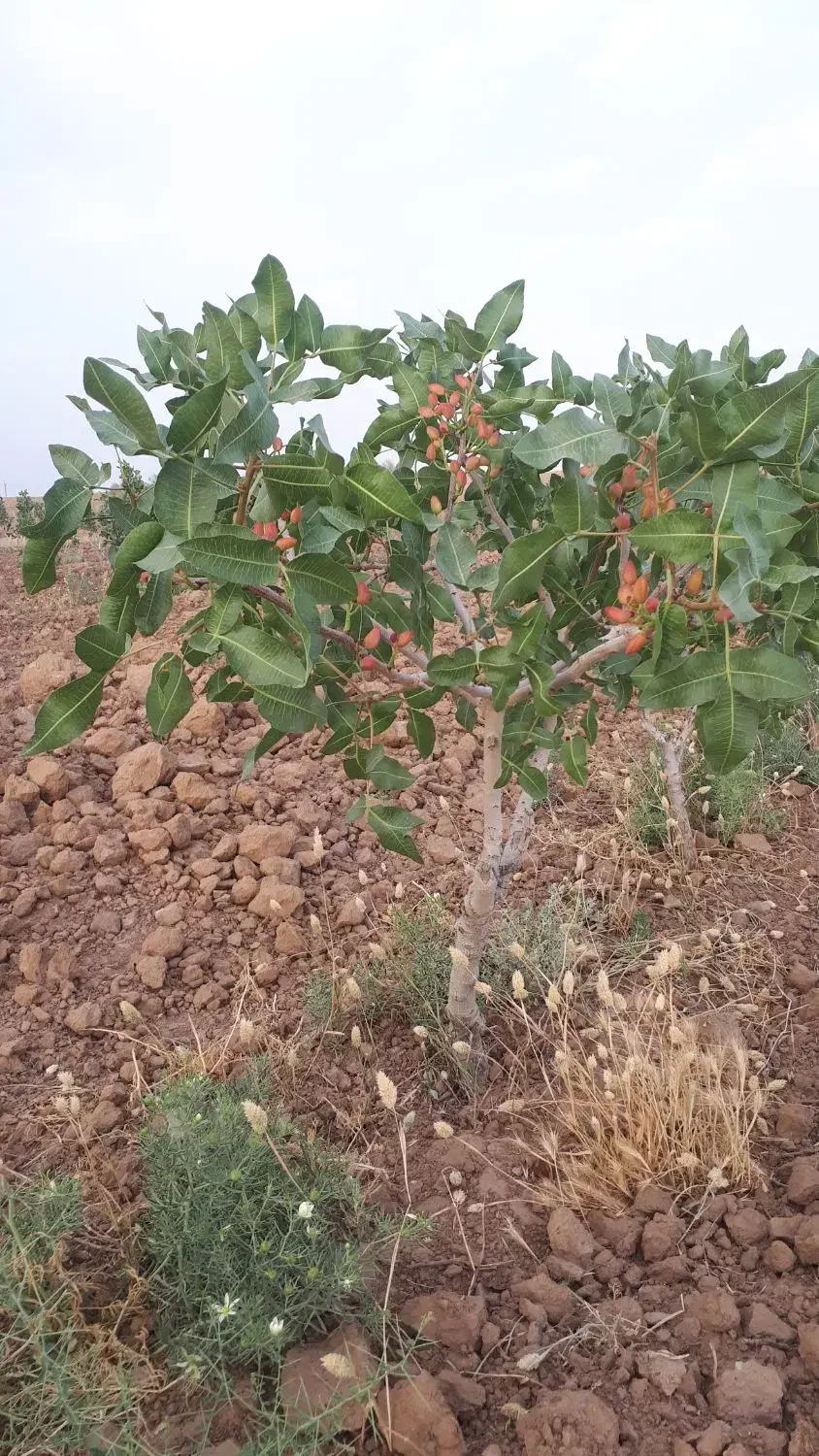 درخت پسته اکبری|فروش زمین و ملک کلنگی|کویرات, |دیوار