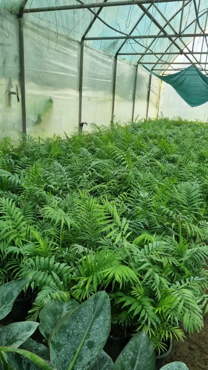 گل های آپارتمانی شامادورا. پتوس .آگلونما و..|گل و گیاه طبیعی|چاف و چمخاله, |دیوار