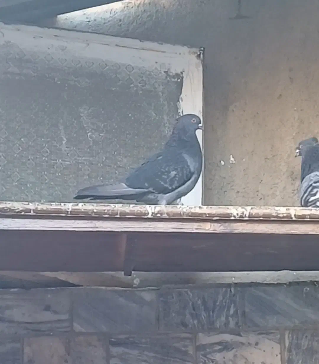 کبوتر گمشده|حیوانات|بروجرد, |دیوار