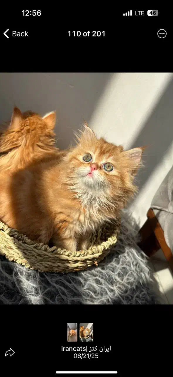 بچه گربه های سلامت iran cats|گربه|کرمانشاه, |دیوار