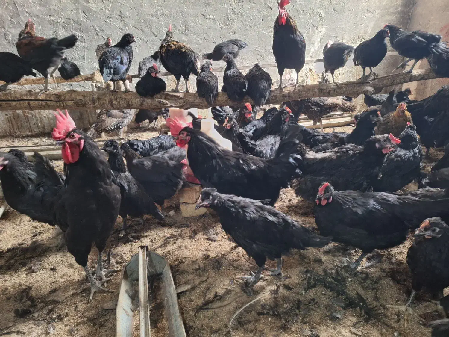 تخم مرغ نطفه دار مرغ سیاه|حیوانات مزرعه|کاشان, فاز ۲ ناجی آباد|دیوار