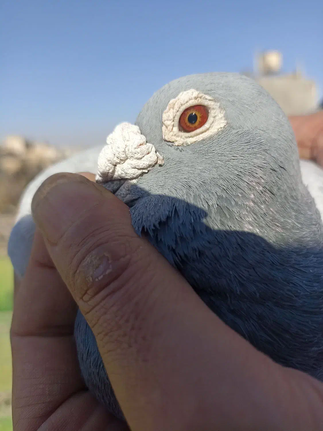 کبوتر مسافتی آلمانی|پرنده|مشهد, قائم|دیوار