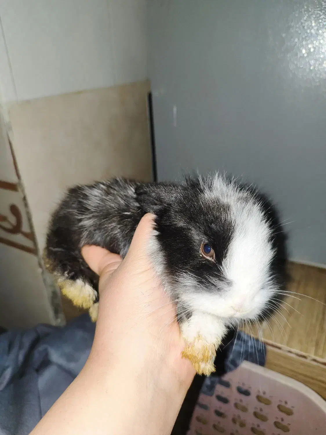 خرگوش خانگی|موش و خرگوش|سیرجان, |دیوار