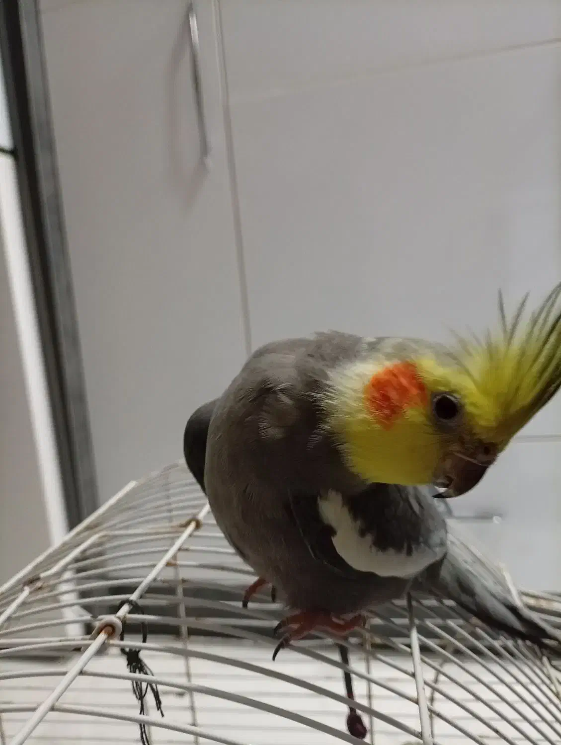 طوطی عروس|پرنده|لشت نشا, |دیوار