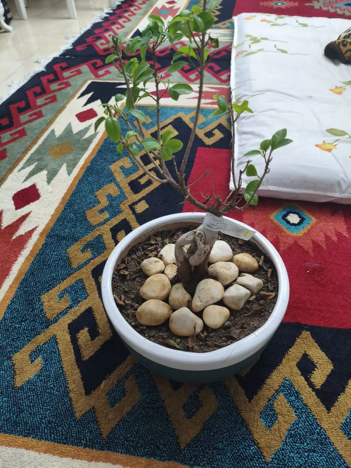 گل بونسای رتوزا خانگی|گل و گیاه طبیعی|رشت, علی آباد|دیوار