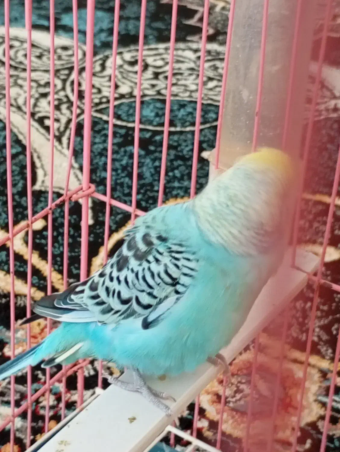 پرنده|پرنده|گرگان, |دیوار