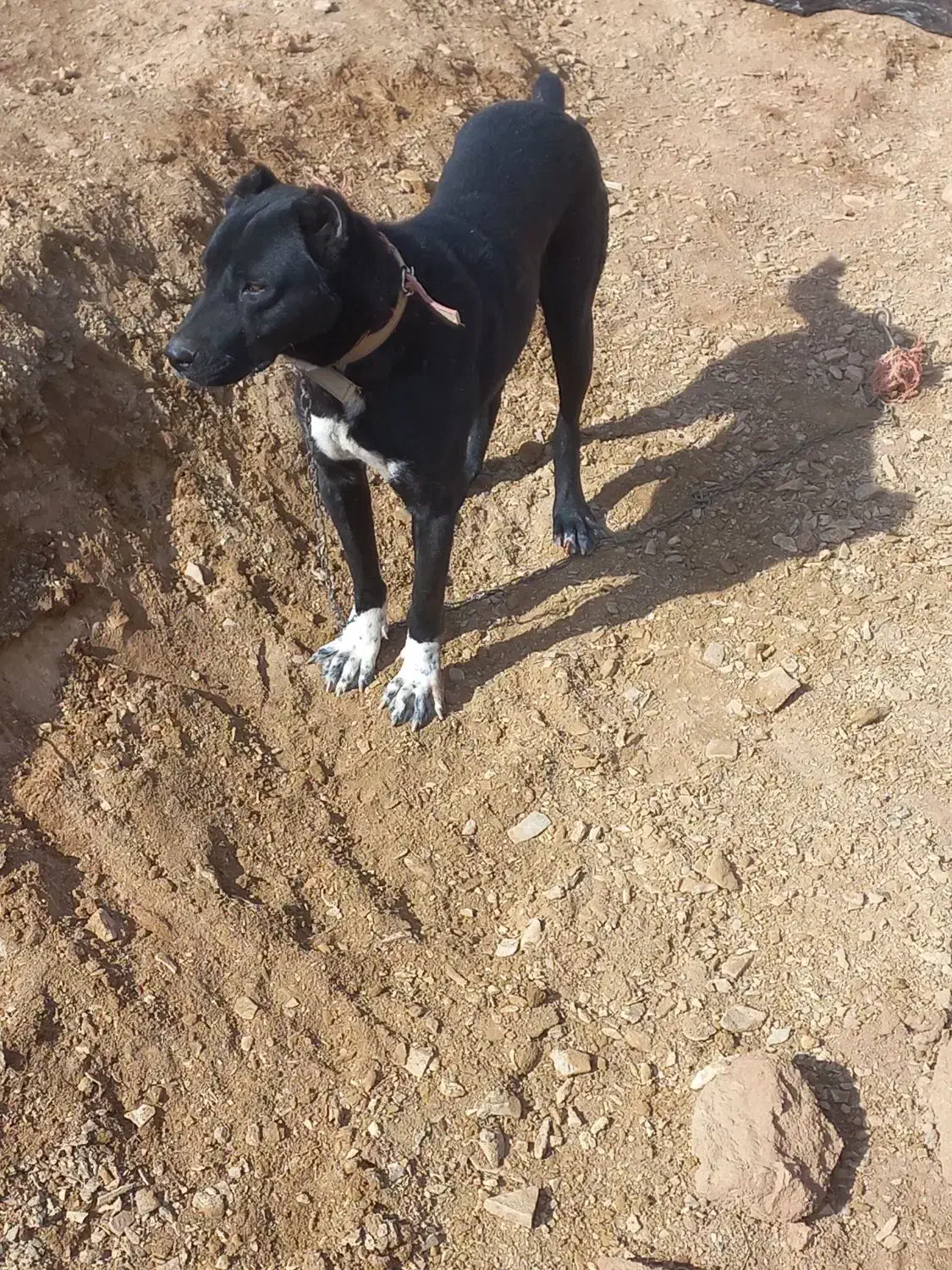 سگ افغان گله ای ضمانتی|سگ|مود, |دیوار