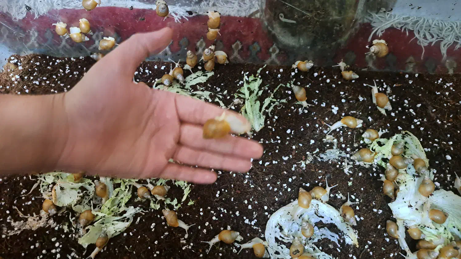 حلزون آلوبینو|خزنده|نجفآباد, طالقانی|دیوار