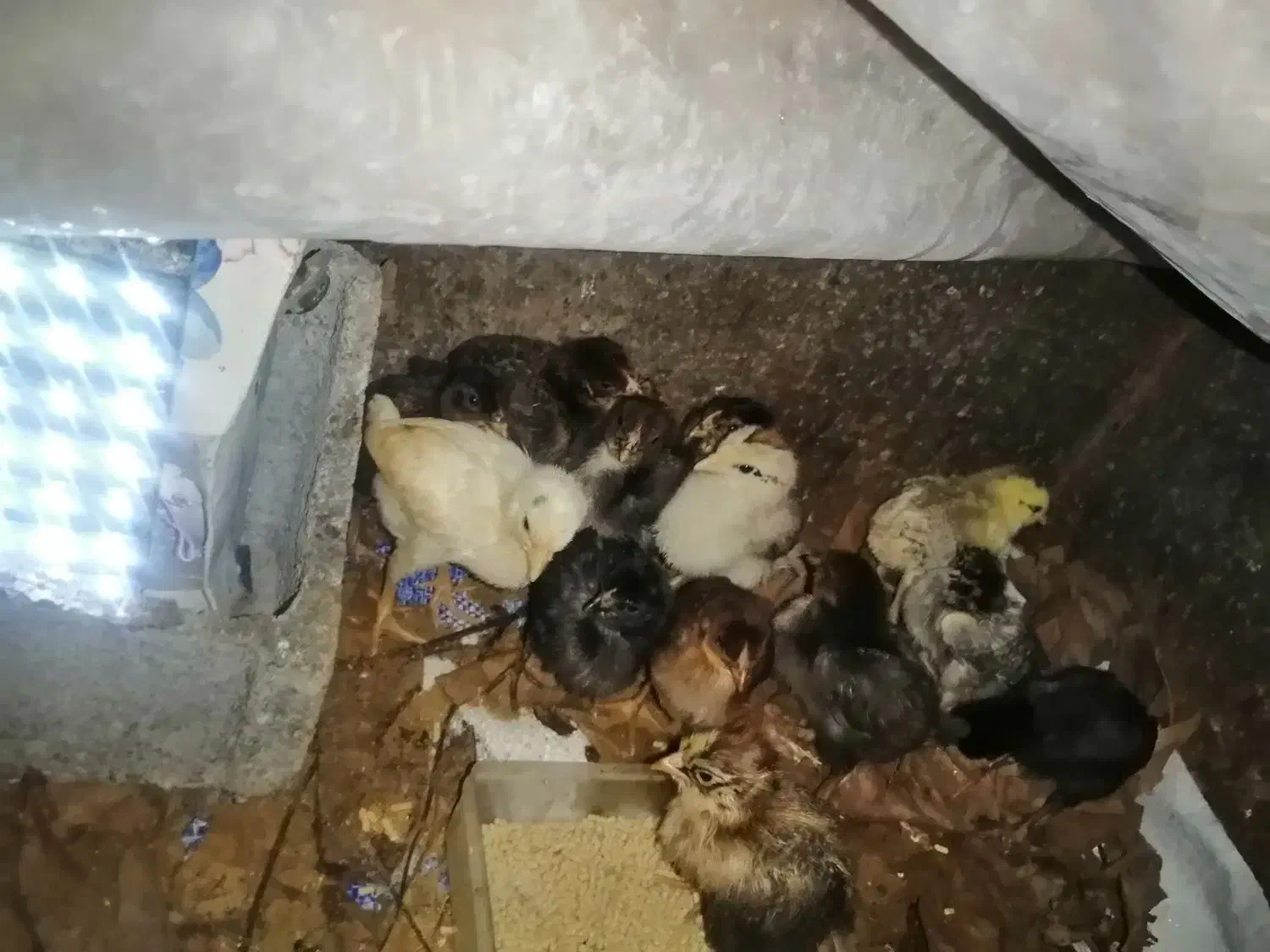 جوجه محلی سالم|حیوانات مزرعه|گتاب, |دیوار