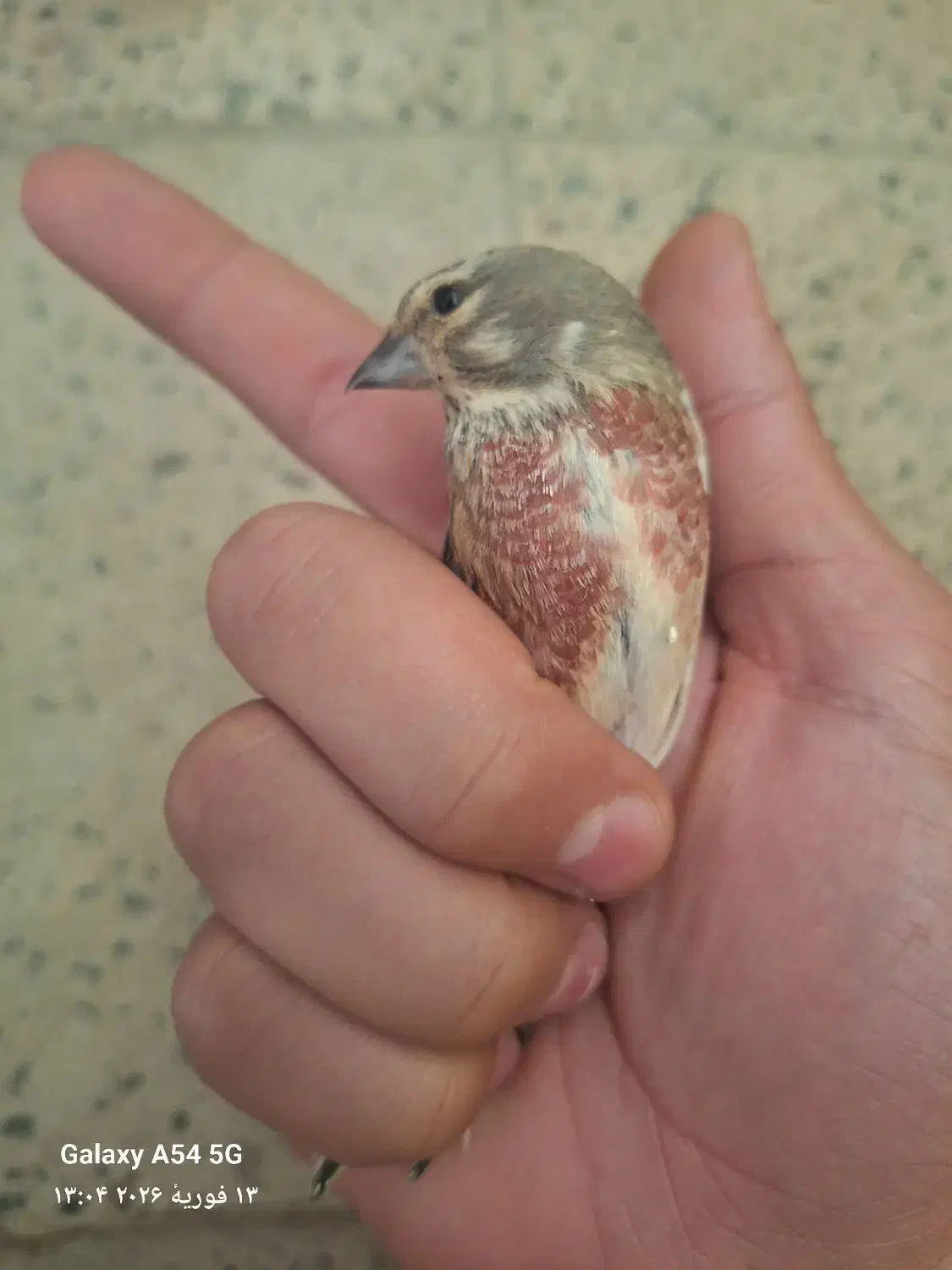 سینه سرخ نر|پرنده|بوئین زهرا, |دیوار