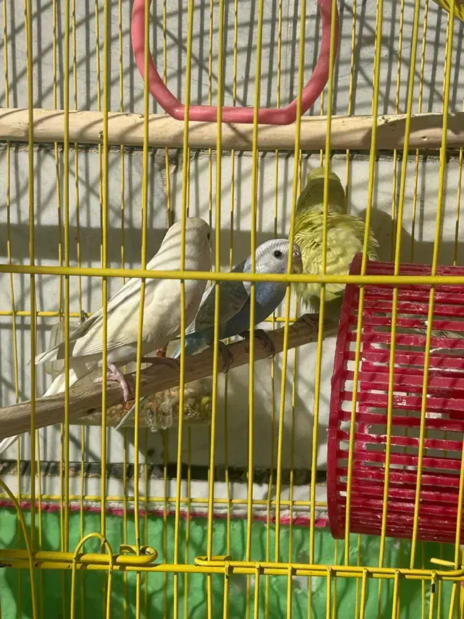 مرغ عشق دستی|پرنده|پاوه, |دیوار