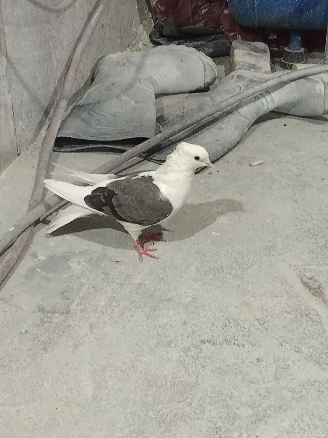 کبوتر شونی|پرنده|بروجرد, |دیوار