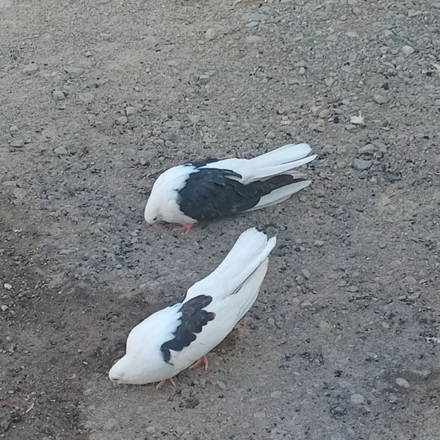 دوجفت پشدار زات دار|پرنده|جیرفت, |دیوار