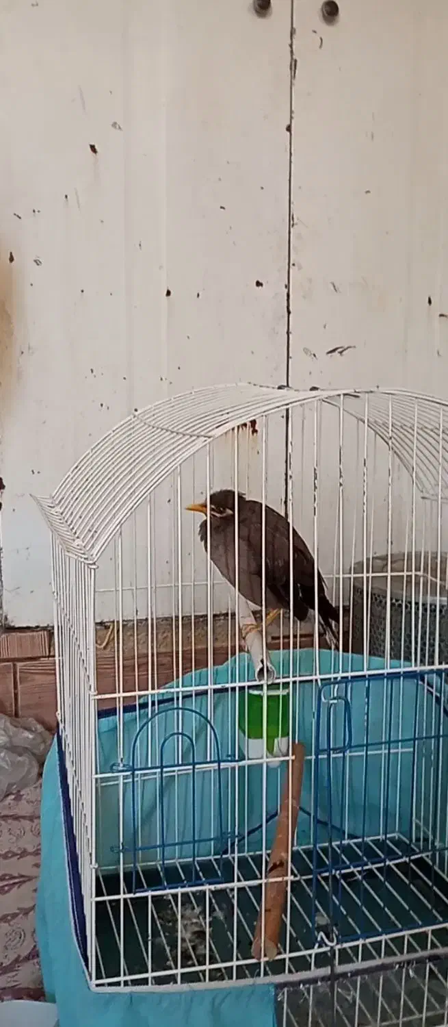 مرغ مینا|پرنده|شیراز, گل سرخ|دیوار