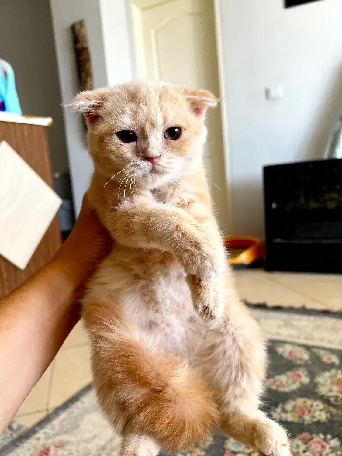 اسکاتیش کرم طلایی|گربه|کرج, فاز ۱ مهرشهر|دیوار