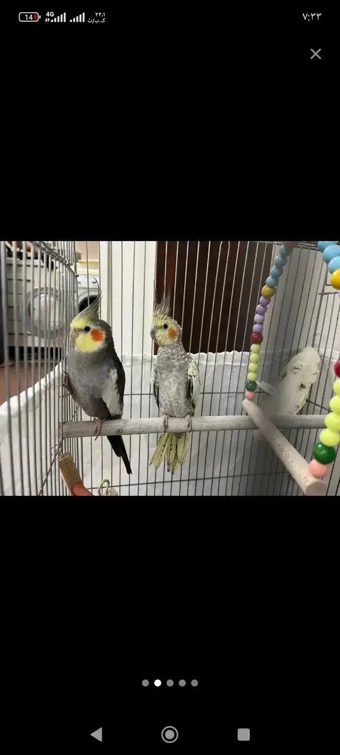 عروس هلندی|پرنده|آفتاب, |دیوار