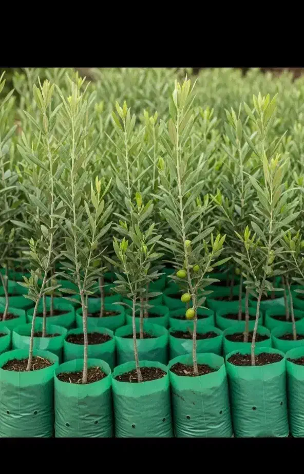 نهال پرکیفیت و تجاری|خدمات باغبانی و درختکاری|خلخال, |دیوار