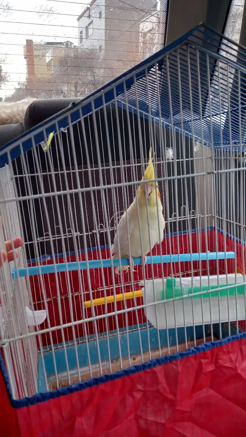 عروس هلندی|پرنده|بهار, |دیوار